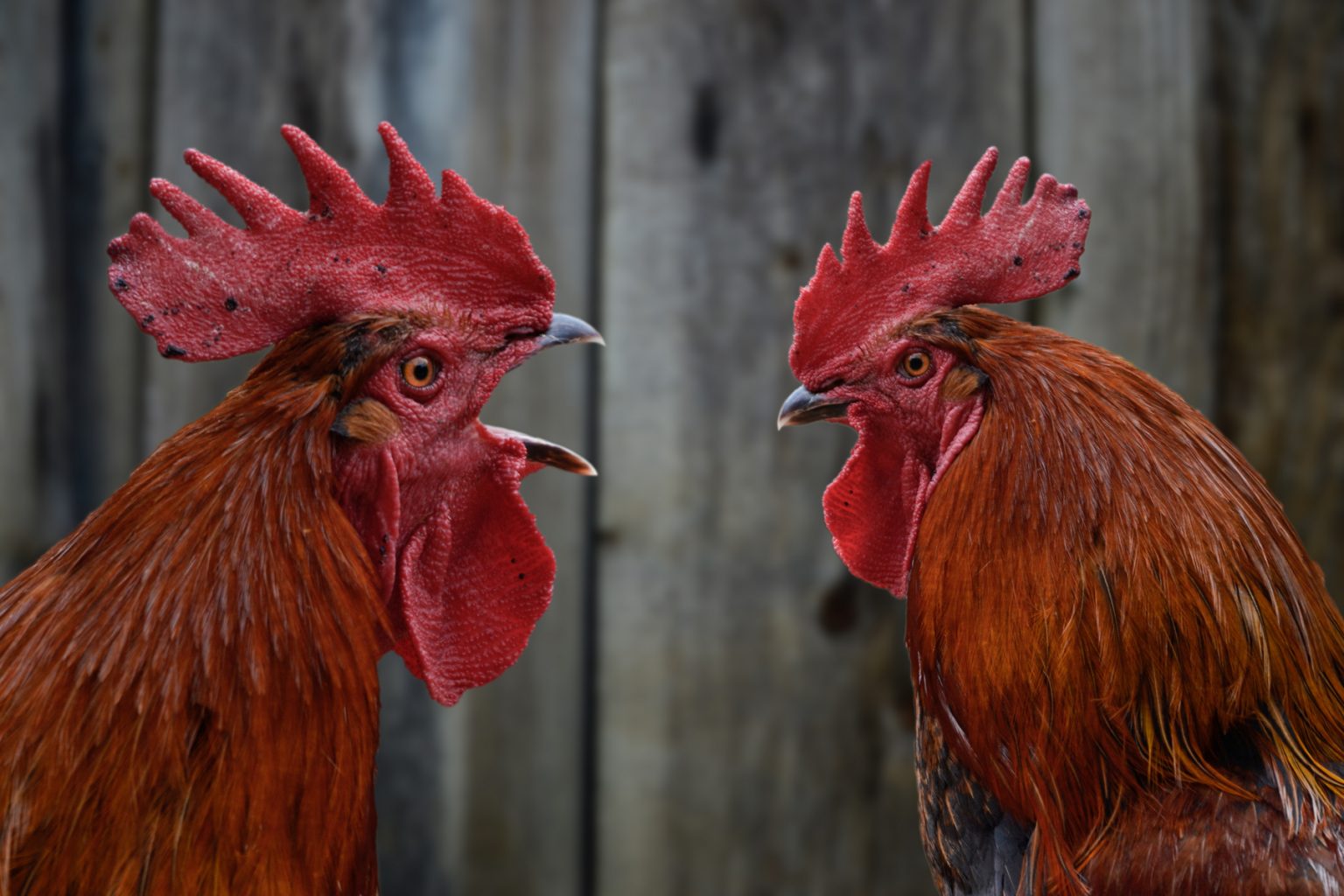 What is a Stewing Hen or Rooster? Backyard Poultry
